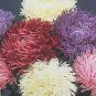Aster Pavlova Tiger Paw Mix 1,000 seeds