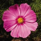 Cosmos Sensation Radiance 1,000 seeds