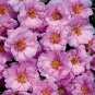 Portulaca Sundial Pink 1,000 seeds