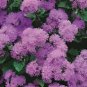 Ageratum Florist Blue 5,000 seeds