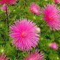 Aster Giant Ray Rose 1,000 seeds