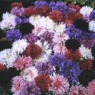 Centaurea Boy Mix 1,000 seeds