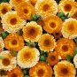 Calendula Pink Surprise 250 seeds