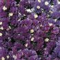 Statice QIS Purple 500 seeds