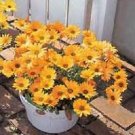 Dimorphotheca Spring Flash Orange 250 seeds