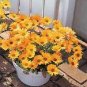 Dimorphotheca Spring Flash Orange 250 seeds