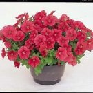 Petunia Mini Max Coral 1,000 seeds