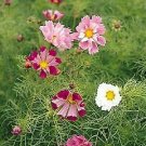Cosmos Seashells 500 seeds