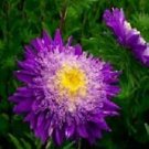 Aster Bouquet Dark Blue 1,000 seeds