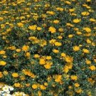 Cladanthus arabicus 1,000 seeds