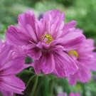 Cosmos Fizzy Pink-Dark Eye 250 seeds