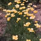 Eschscholzia Sundew (Tufted Poppy) 250 seeds