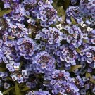 Alyssum Wonderland Blue 2,500 seeds