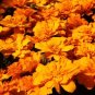 Marigold Alumia Deep Orange 500 seeds