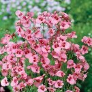 Diascia Queen Asca Pink 250 seeds