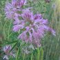 Cleome serrulata 250 seeds