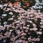 Dimorphotheca African Daisy 1,000 seeds