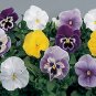 Pansy Swiss Giant Mix 500 seeds