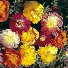 Eschscholzia Thai Silk Mix 250 seeds