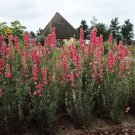 Delphinium QIS Rose 1,000 seeds