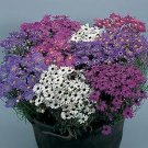 Brachycome Bravo Mix 250 seeds