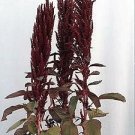 Amaranthus Oeschberg 1,000 seeds