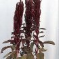 Amaranthus Oeschberg 1,000 seeds