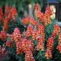 Snapdragon Orange Wonder 500 seeds