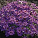 Brachycome Brachy Blue 250 seeds