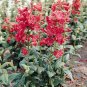 Penstemon Tubular Bells Red 250 seeds