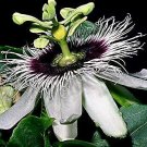 Passiflora edulis 100 seeds