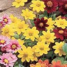Dahlia Milano Yellow 250 seeds