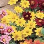 Dahlia Milano Yellow 250 seeds