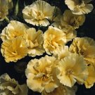 Eschscholzia Buttermilk 1,000 seeds