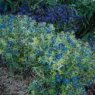 Anagallis arvensis caerulea 1,000 seeds