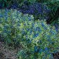 Anagallis arvensis caerulea 1,000 seeds