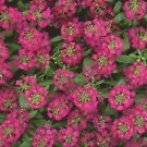 Alyssum Easter Bonnet Violet 2,500 seeds
