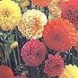 Dahlia Pompon Double Mix 250 seeds