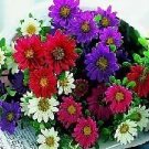 Aster Daylight Mix 500 seeds