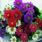 Aster Daylight Mix 500 seeds