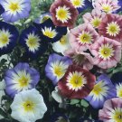 Convolvulus Choice Mix 1,000 seeds