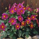 Dahlia Milano Rose 250 seeds