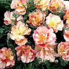 Eschscholzia Thai Silk Appleblossom Bush 250 seeds