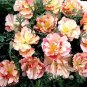 Eschscholzia Thai Silk Appleblossom Bush 250 seeds