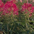 Cleome Queen Cherry 1,000 seeds