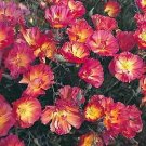 Eschscholzia Thai Silk Rose Chiffon 250 seeds