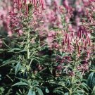 Cleome Queen Rose 1,000 seeds