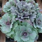 Flowering Cabbage Red on Green 500 seeds