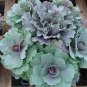 Flowering Cabbage Red on Green 500 seeds