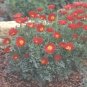Eschscholzia Thai Silk Fire Bush 250 seeds
